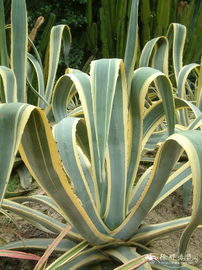 金边龙舌兰Agave americana var. variegata