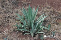 龙舌兰Agave americana