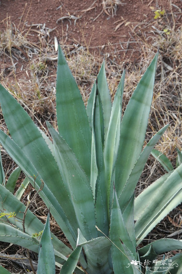 龙舌兰Agave americana