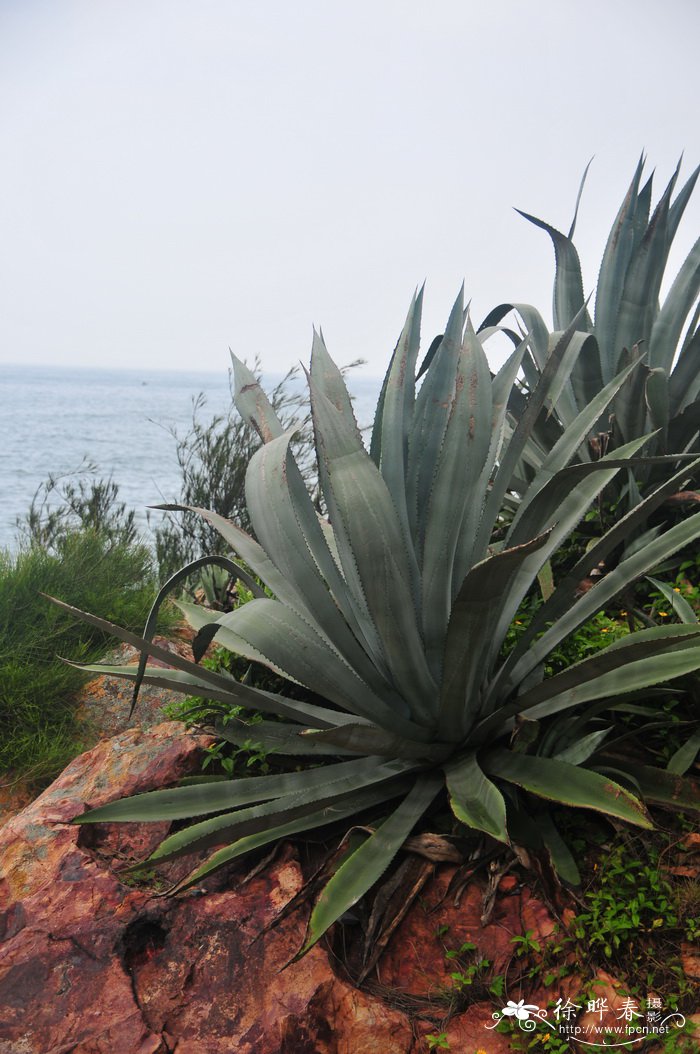 龙舌兰Agave americana