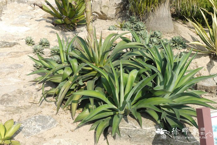 礼美龙舌兰Agave desmettiana