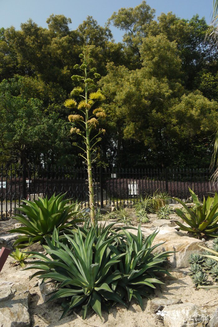 礼美龙舌兰Agave desmettiana