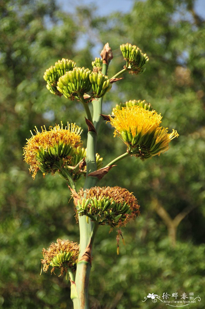 狐尾龙舌兰Agave attenuata