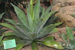 劲叶龙舌兰Agave neglecta