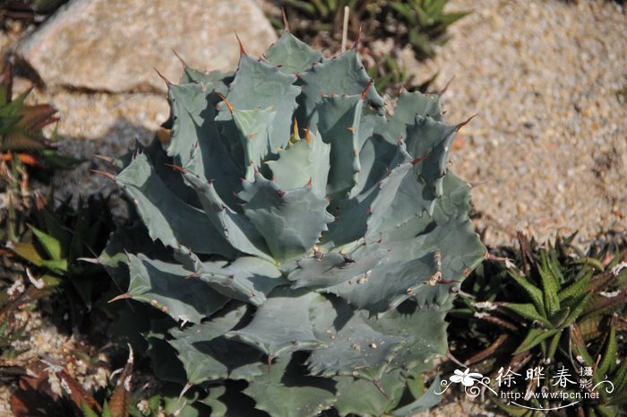 雷神Agave potatorum