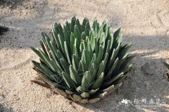 笹之雪Agave victoriae-reginae