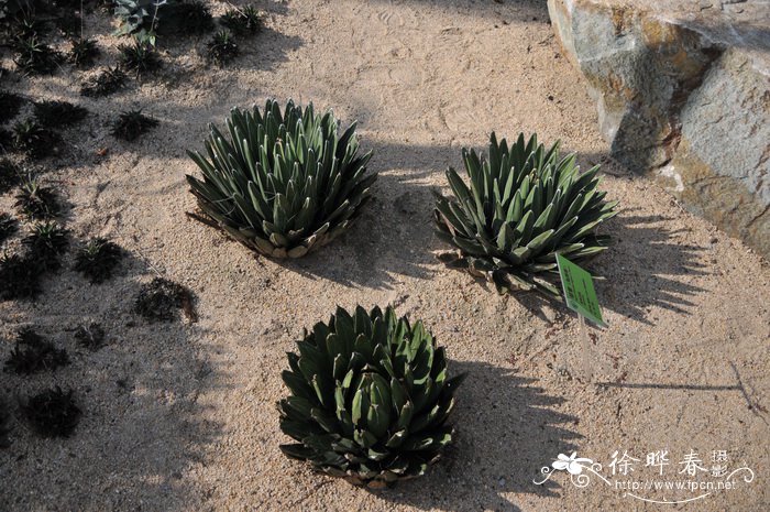 笹之雪Agave victoriae-reginae