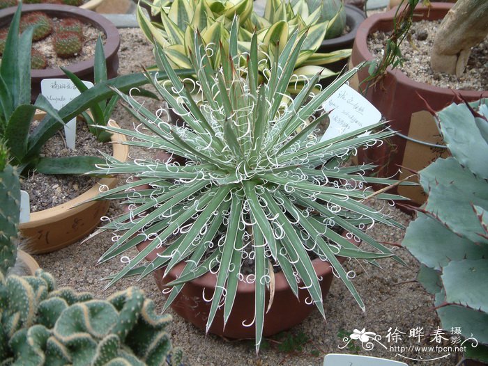 泷之白丝Agave schidigera