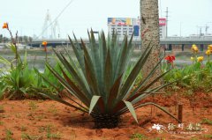 剑麻Agave sisalana