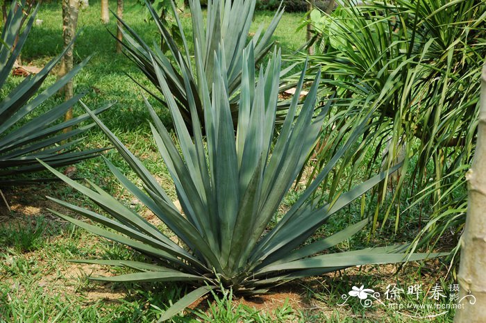 剑麻Agave sisalana