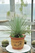 吹上Agave stricta