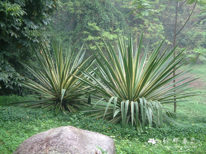 金边缝线麻Furcraea selloa  'Marginata'