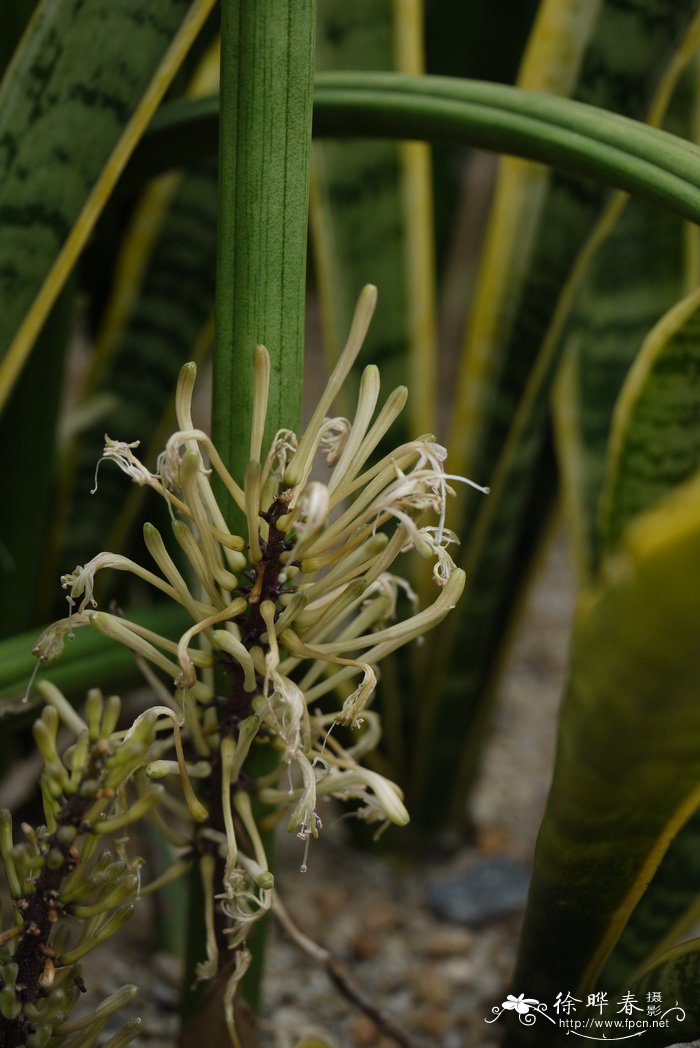 石笔虎尾兰Sansevieria stuckyi