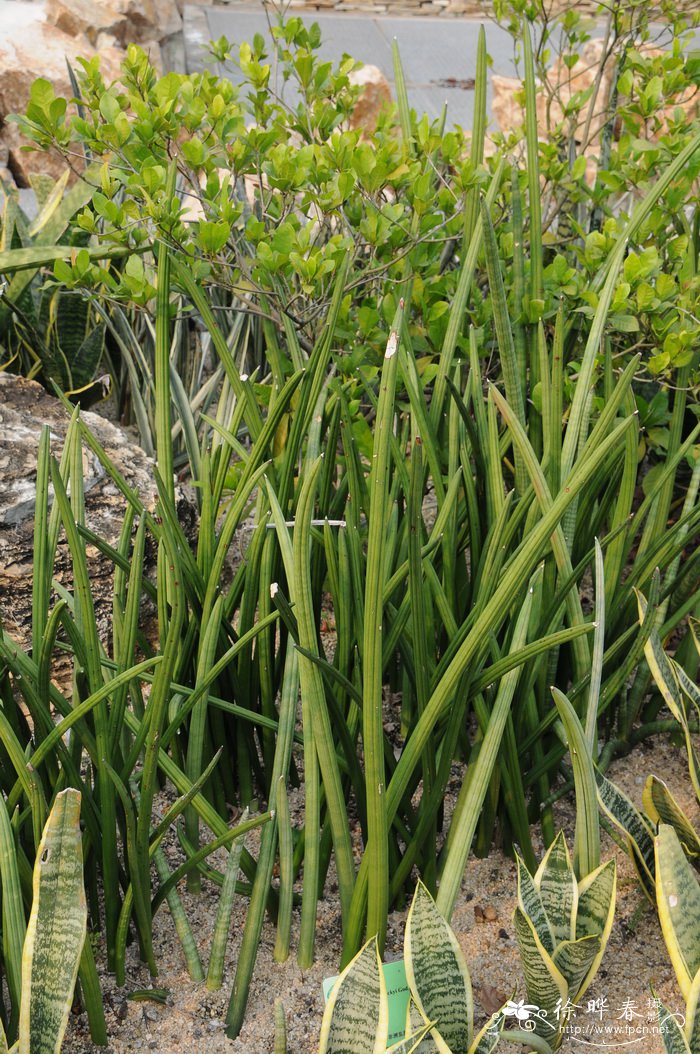 石笔虎尾兰Sansevieria stuckyi