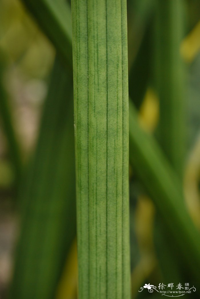 石笔虎尾兰Sansevieria stuckyi