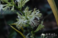 虎尾兰Sansevieria trifasciata