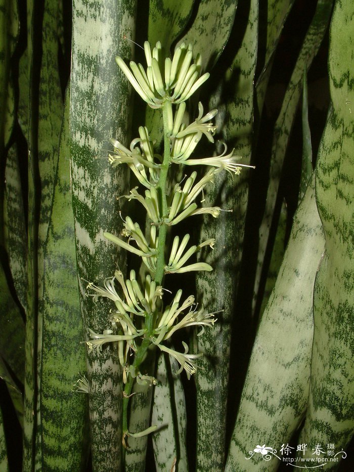 虎尾兰Sansevieria trifasciata