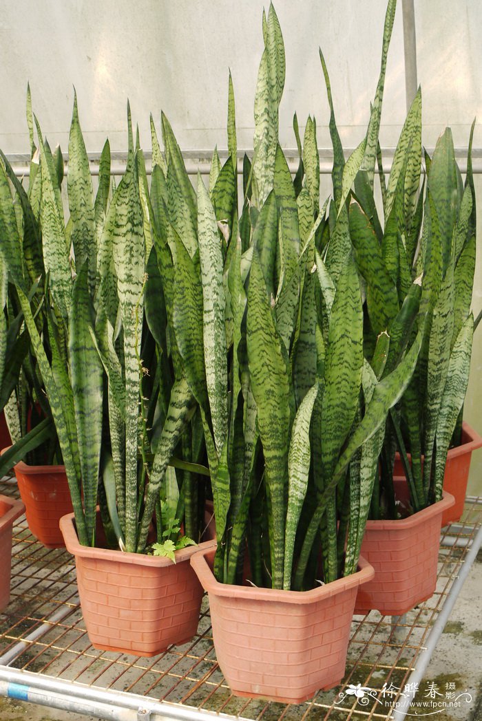 虎尾兰Sansevieria trifasciata