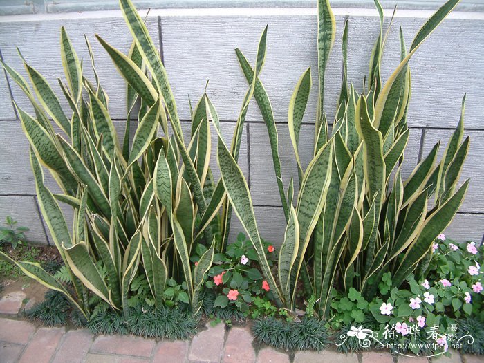 金边虎尾兰Sansevieria trifasciata ‘Laurentii’