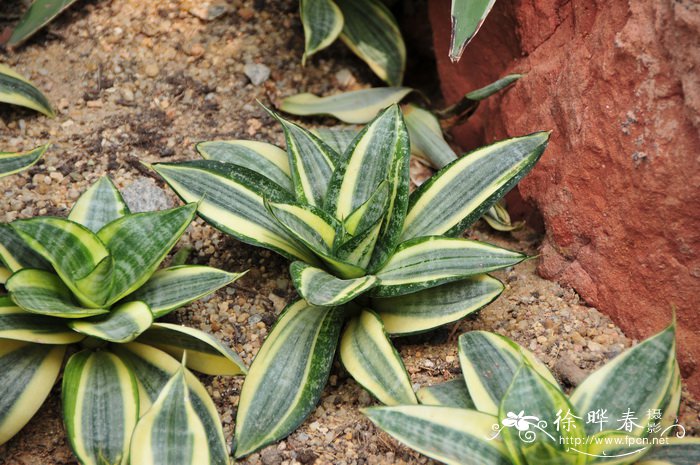 金边短叶虎尾兰Sansevieria trifasciata ‘Golden Hahnii’