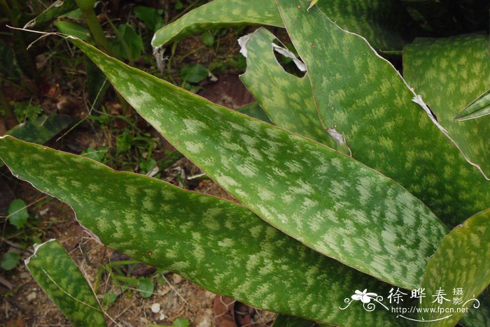 杖叶虎尾兰Sansevieria trifasciata cv.