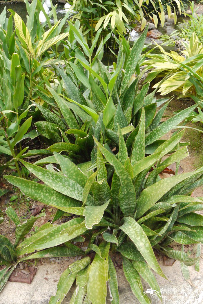 杖叶虎尾兰Sansevieria trifasciata cv.