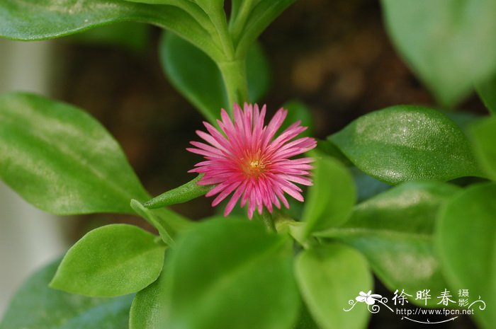 心叶冰花Aptenia cordifolia