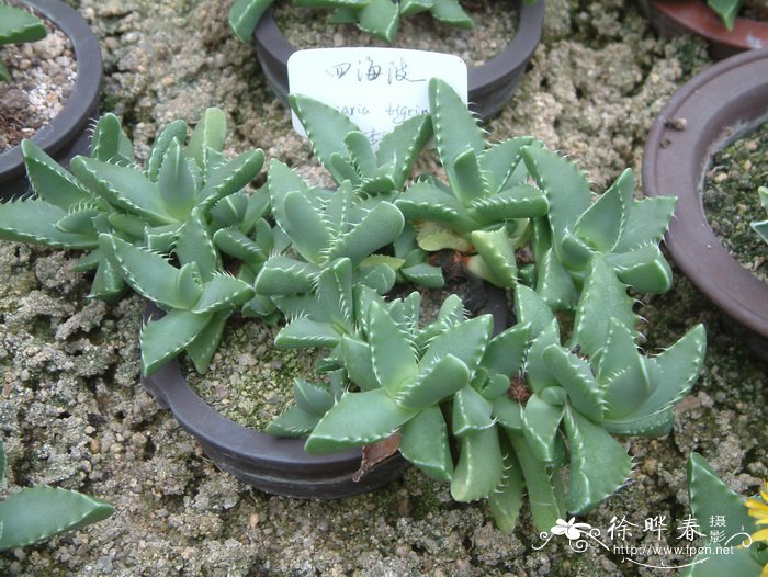 四海波Faucaria tigrina