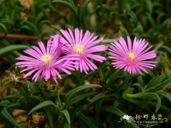 松叶菊Lampranthus spectabilis