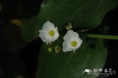 大叶皇冠草Echinodorus macrophyllus