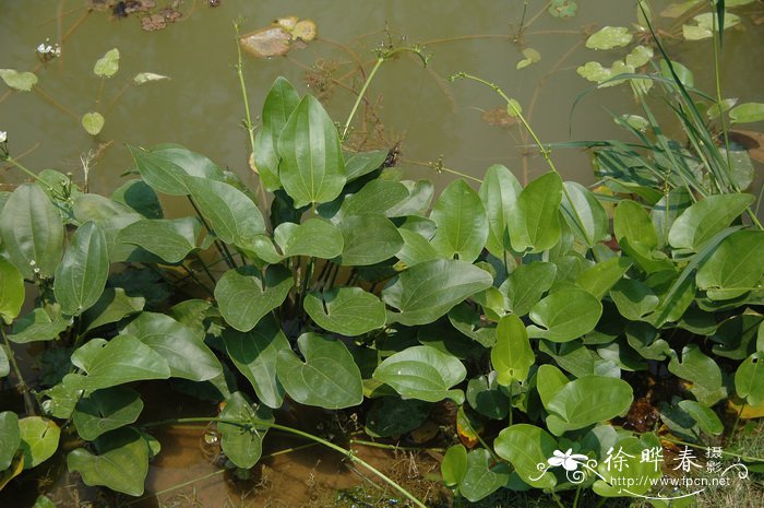 大叶皇冠草Echinodorus macrophyllus