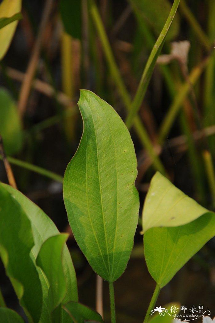 皇冠草Echinodorus grisebachii