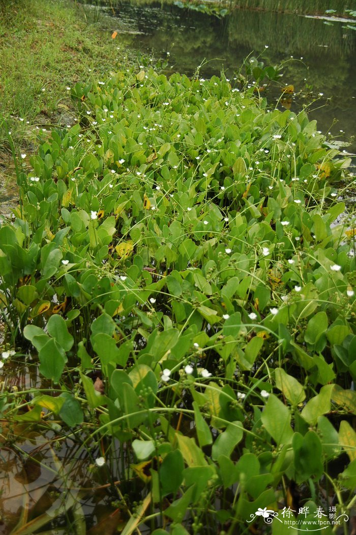 大叶皇冠草Echinodorus macrophyllus