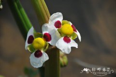 蒙特登慈菇Sagittaria montevidensis