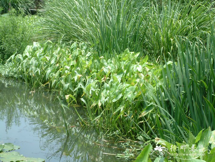 蒙特登慈菇Sagittaria montevidensis