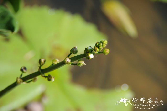 慈姑Sagittaria trifolia subsp. Leucopetala