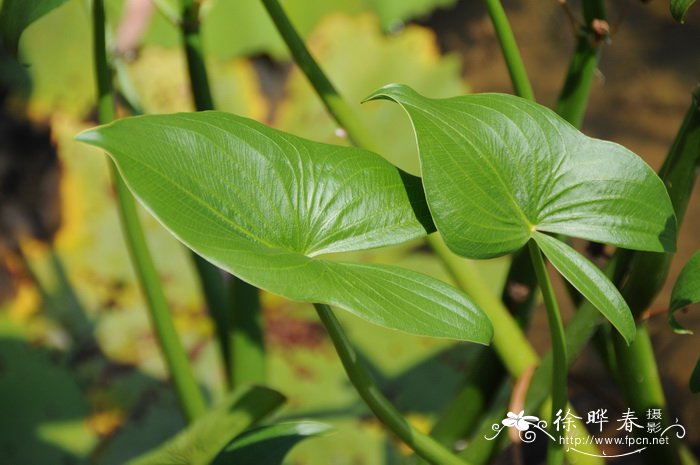 慈姑Sagittaria trifolia subsp. Leucopetala