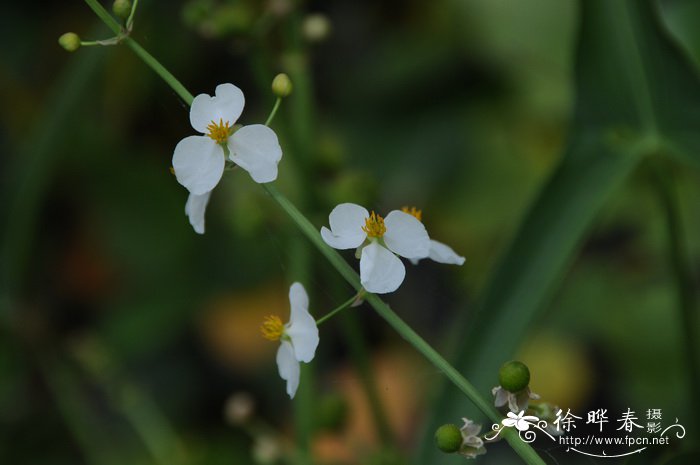 野慈菇Sagittaria trifolia