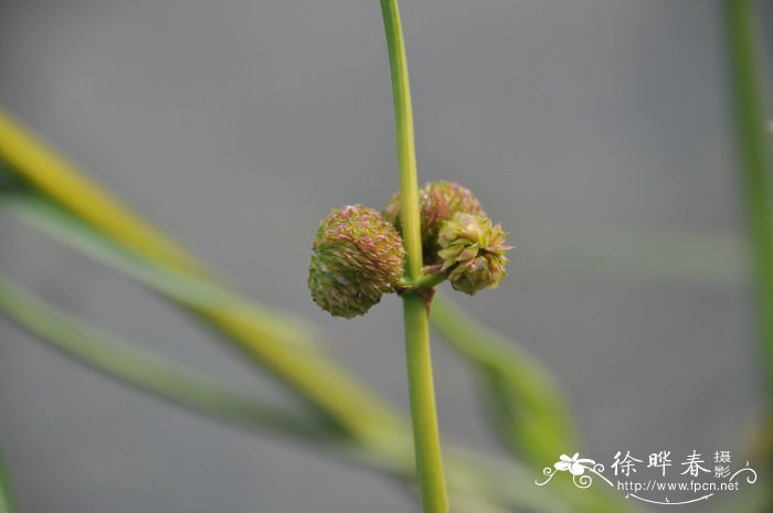 野慈菇Sagittaria trifolia