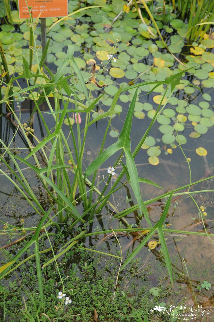野慈菇Sagittaria trifolia