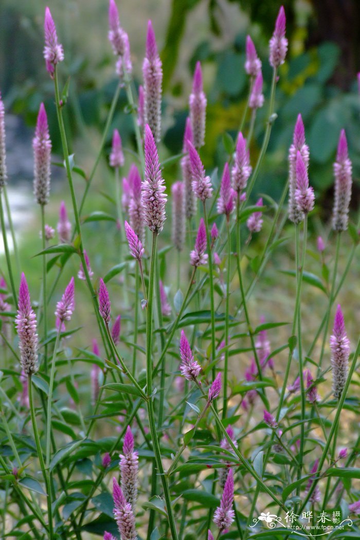 青葙Celosia argentea