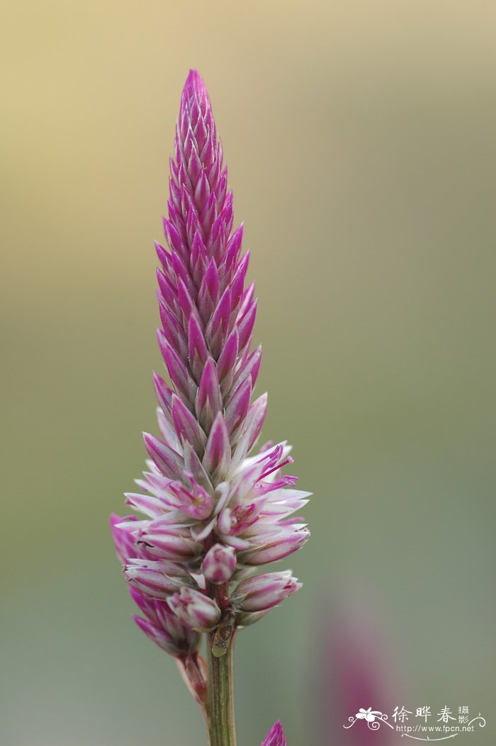 青葙Celosia argentea
