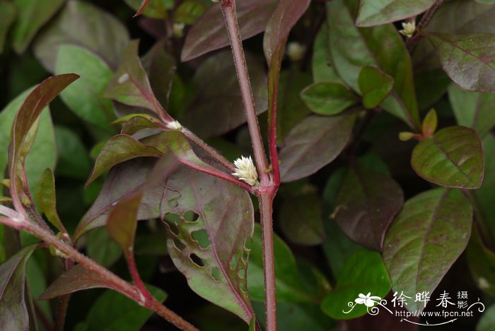 锦绣苋Alternanthera bettzickiana