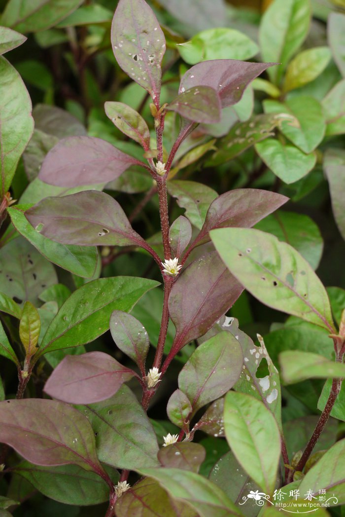 锦绣苋Alternanthera bettzickiana