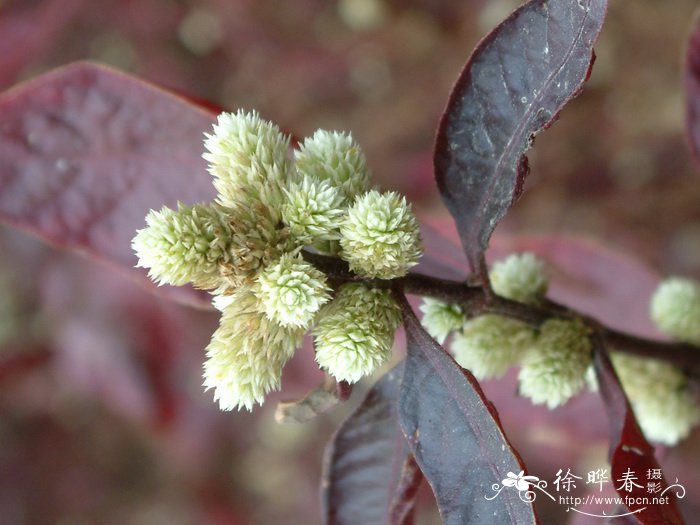 大叶红草Alternanthera dentata ‘Rubiginosa’