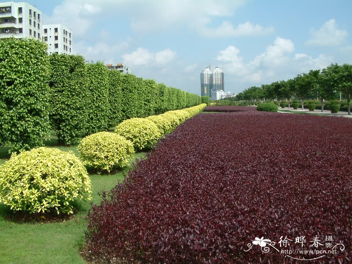 大叶红草Alternanthera dentata ‘Rubiginosa’