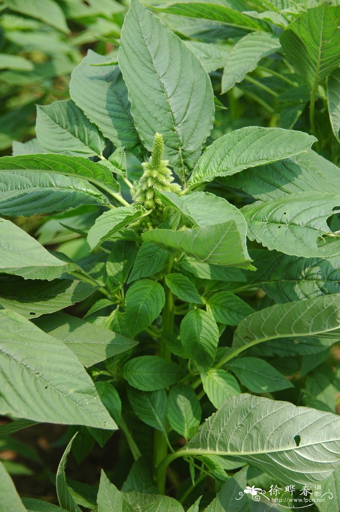 反枝苋Amaranthus retroflexus
