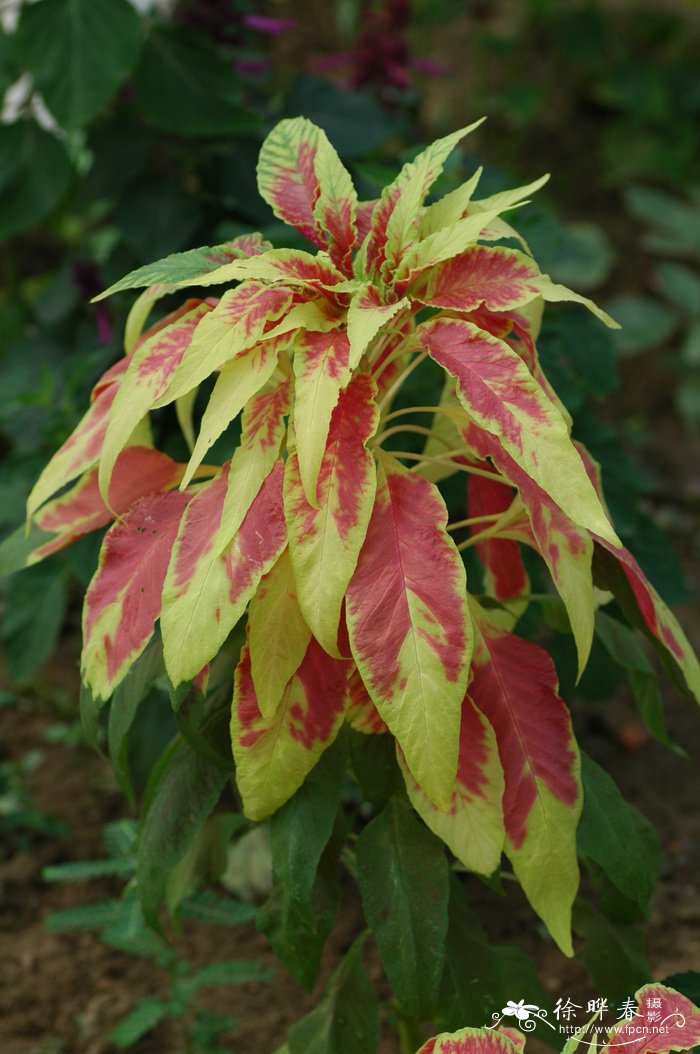 三色苋Amaranthus tricolor