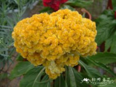 鸡冠花Celosia cristata