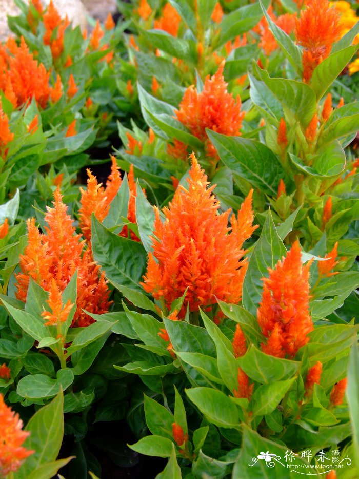 鸡冠花Celosia cristata
